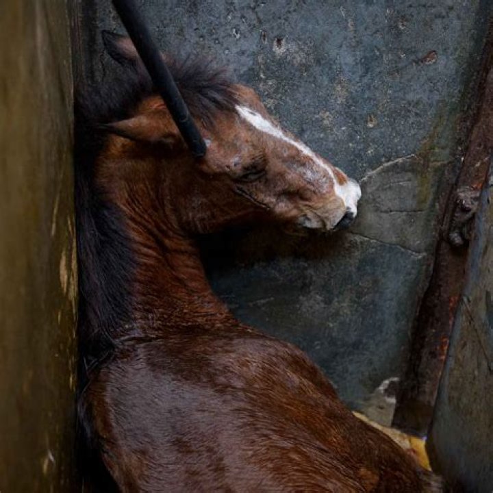 Anna Ray Is Arrested On Multiple Counts Of Animal Cruelty