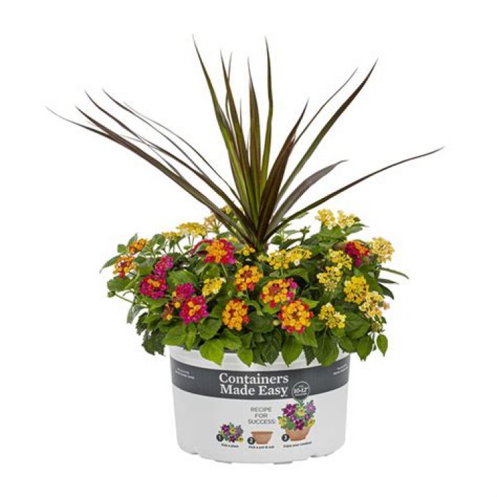 Easy Lantana