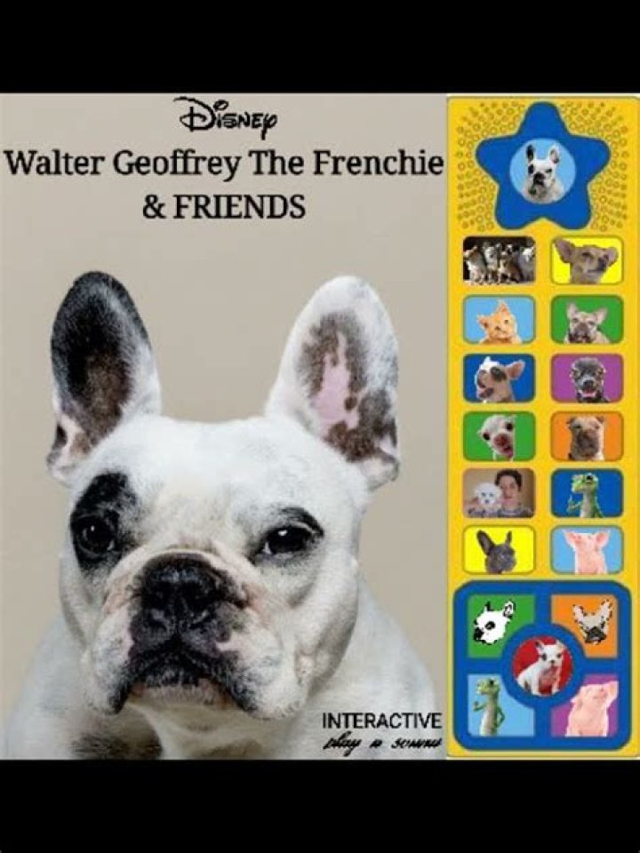 Walter Geoffrey the Frenchie